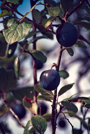 Prunes