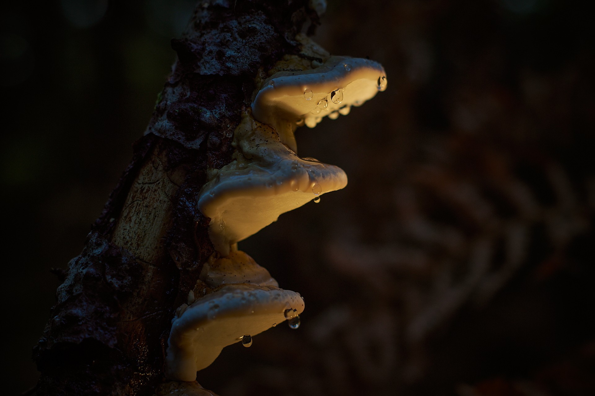 Trois champignons sur un tronc