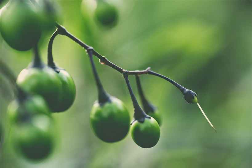 Baies de la Douce-amère