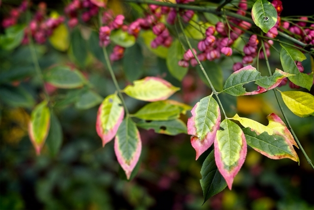 Feuilles de fusain Feuilles de fusain