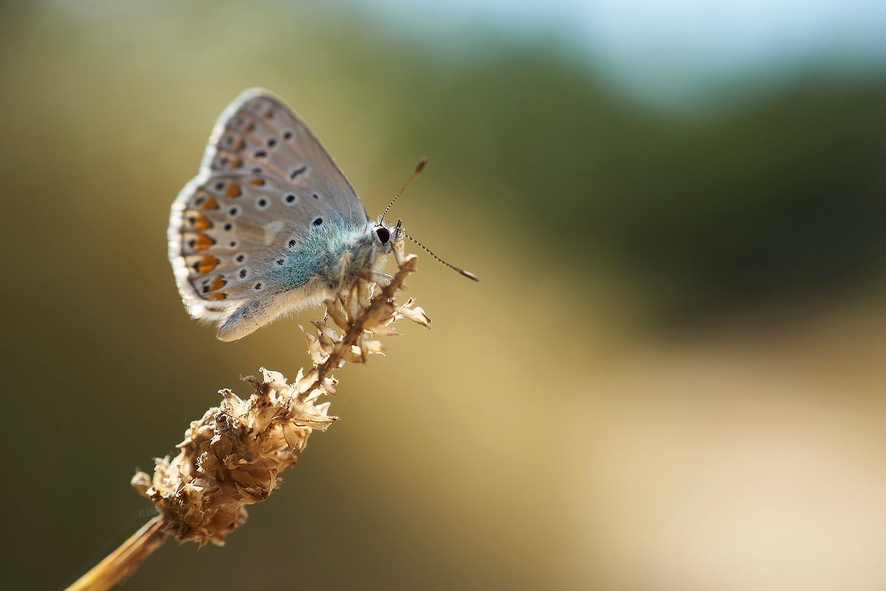 L'argus bleu
