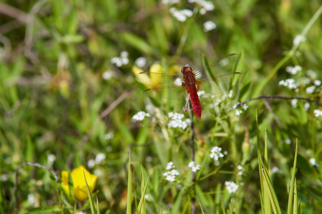 sympetrum rouge