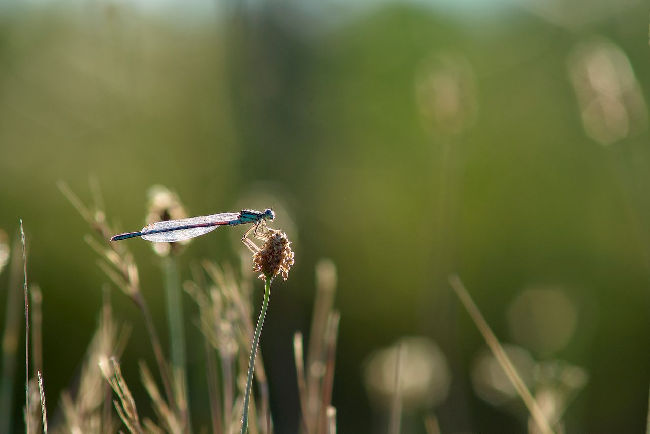 Agrion