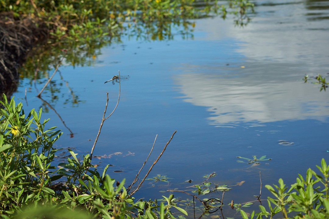 Etang et libellules