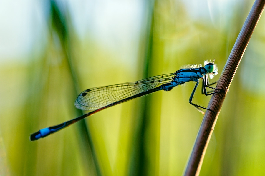 Agrion