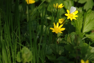 Azuré