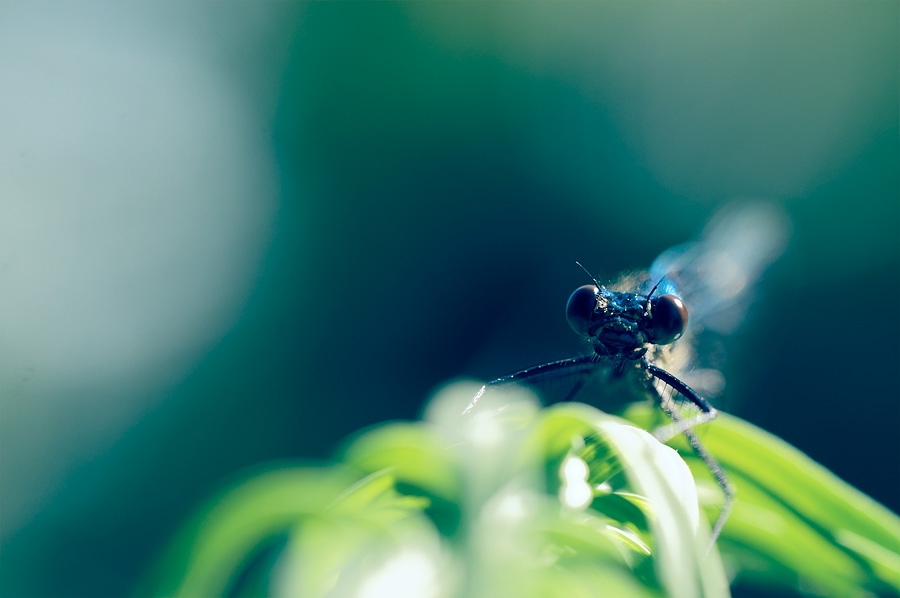 Calopteryx