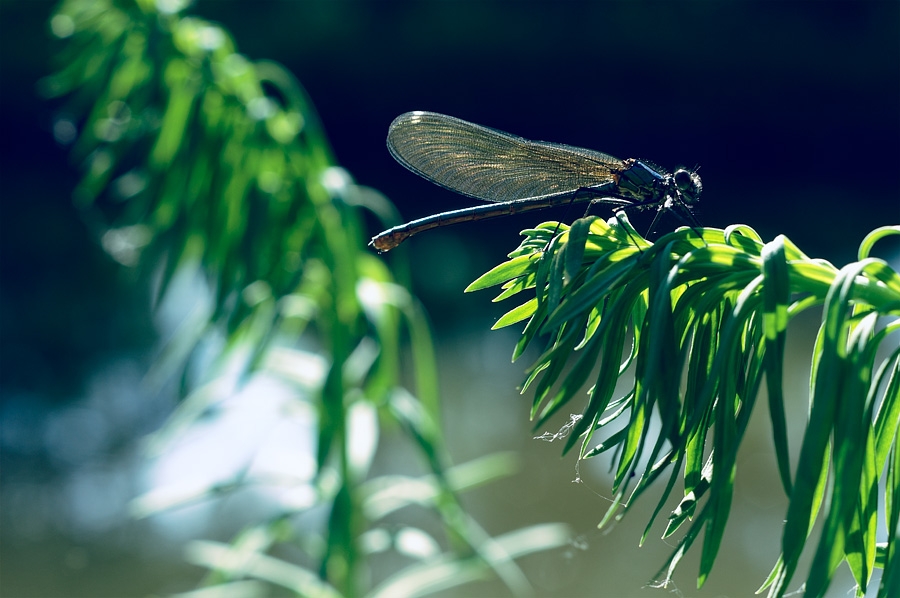 Calopteryx