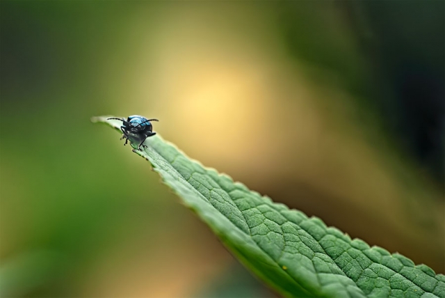 Chrysomèle Chrysomèle