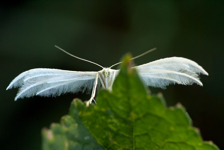 Pterophore blanc