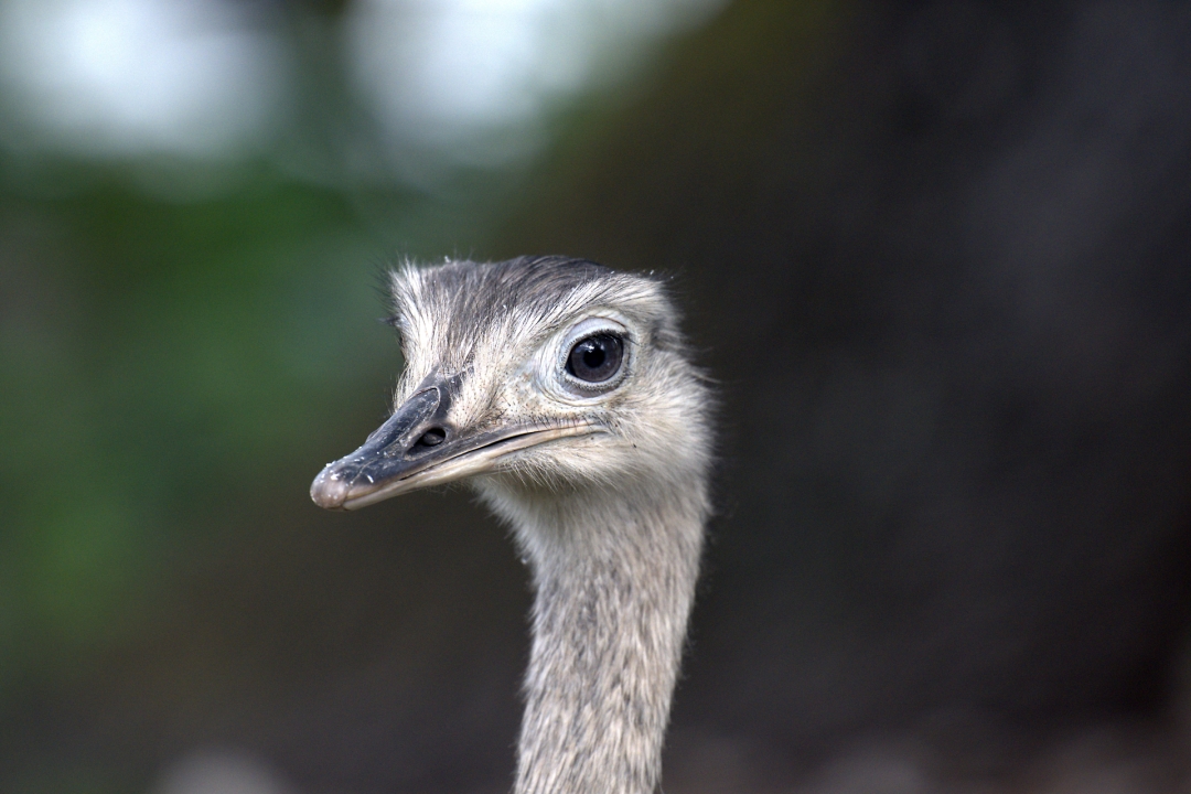 autruche