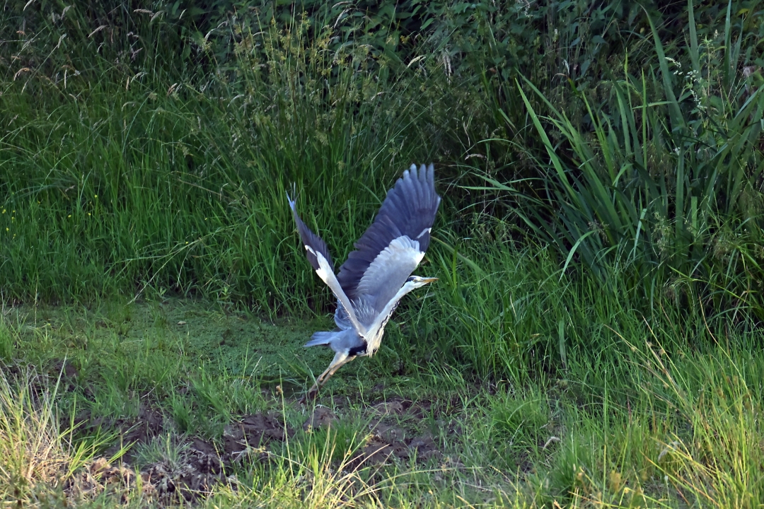 heron