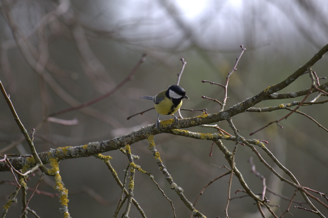 mesange-charbonniere-branches