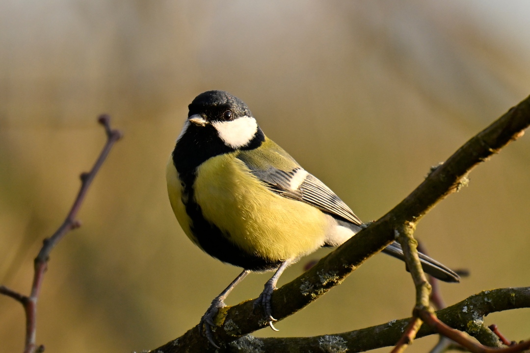 mesange-charbonniere