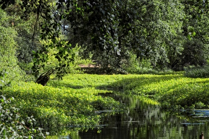Bras de Loire