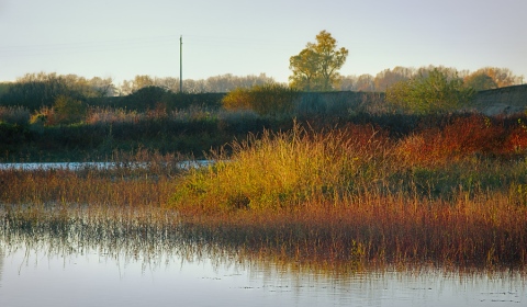 Végétation de grève