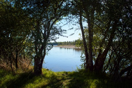 Loire entre les arbres