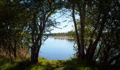 Loire entre les arbres