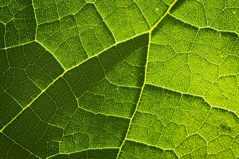 Feuille