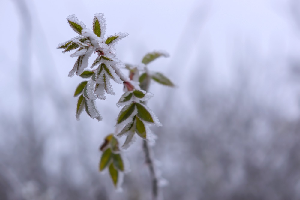 Feuilles gelées