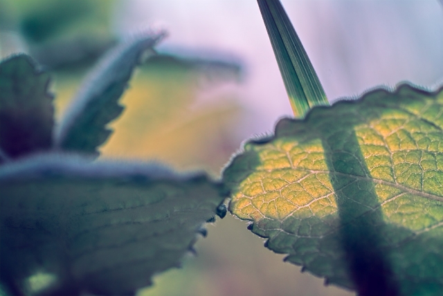 Menthe sauvage