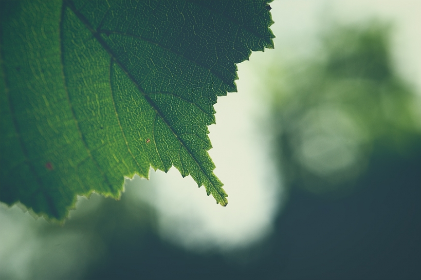 Feuille de noisetier