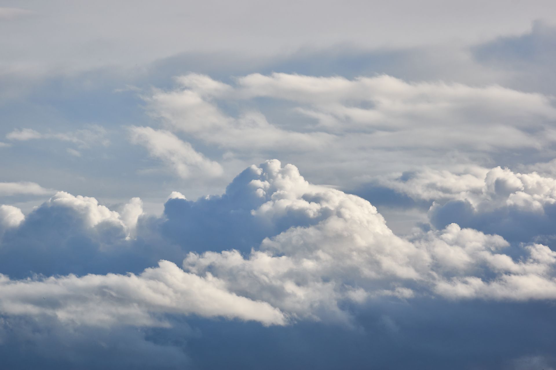 Cumulus bourgeonnant Cumulus bourgeonnant