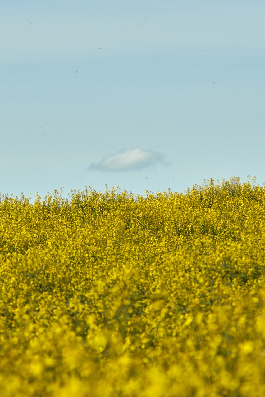 Champ de colza
