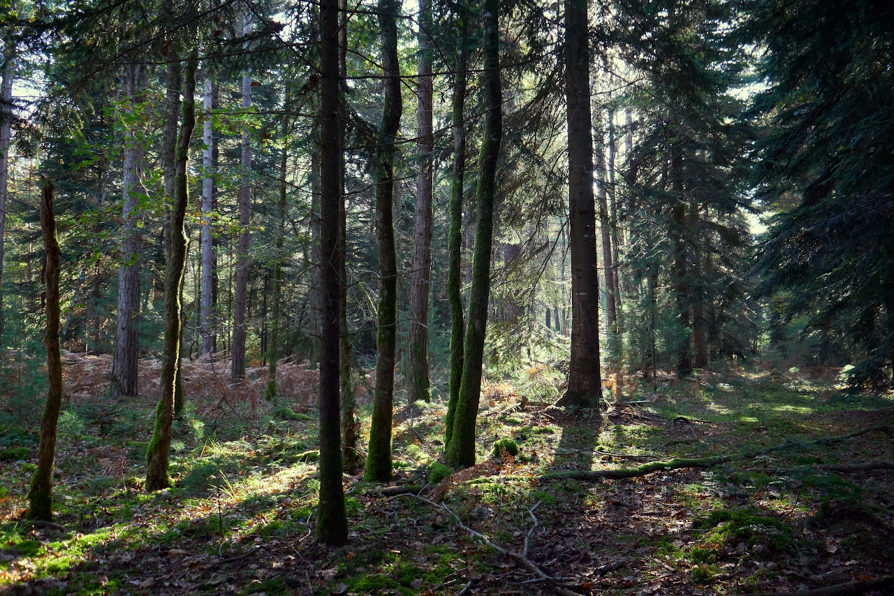 Forêt aux champignons