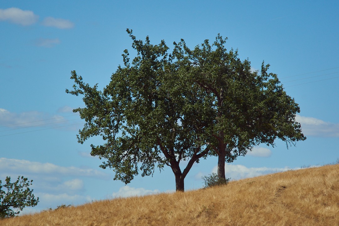 Arbres et champ sec