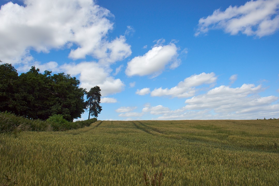 Arbres et champ