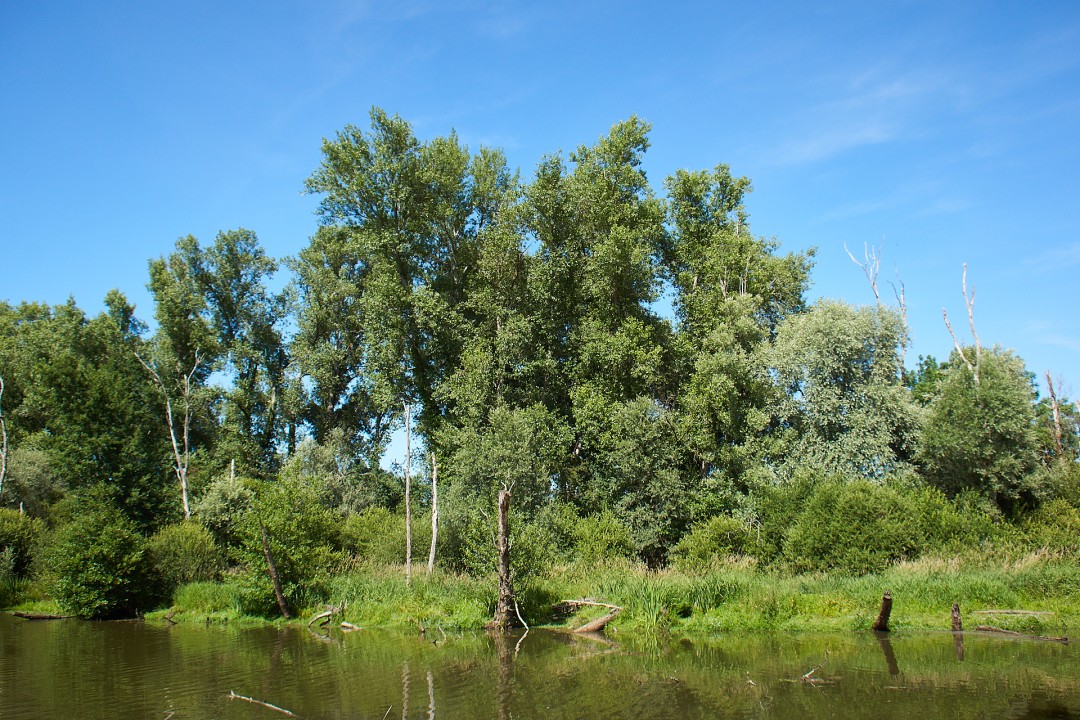 Bras de loire
