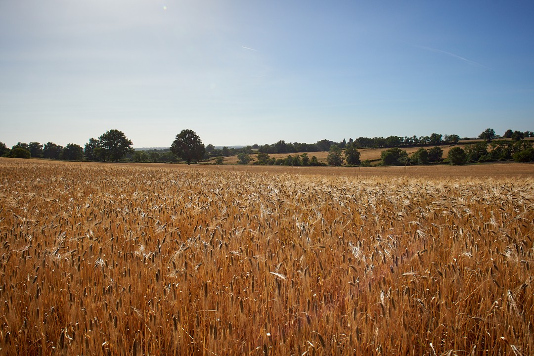 Champ de blé