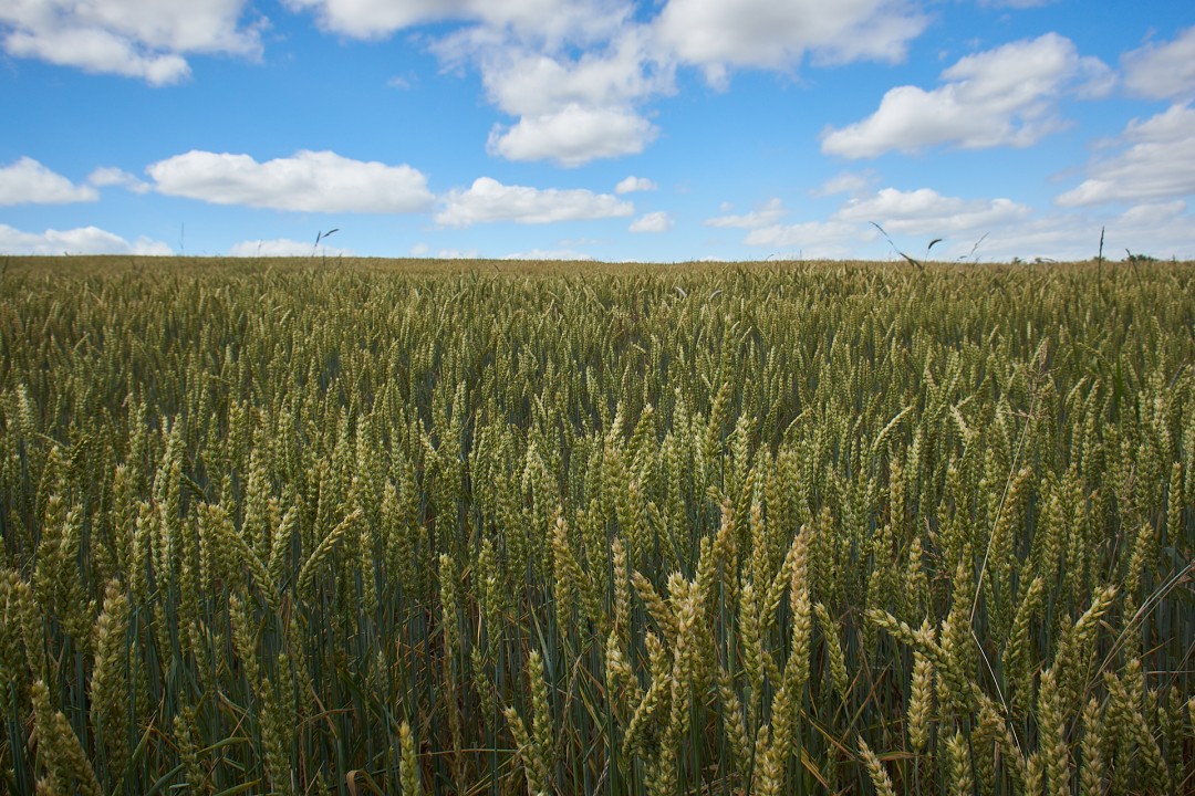 Champ de céréales