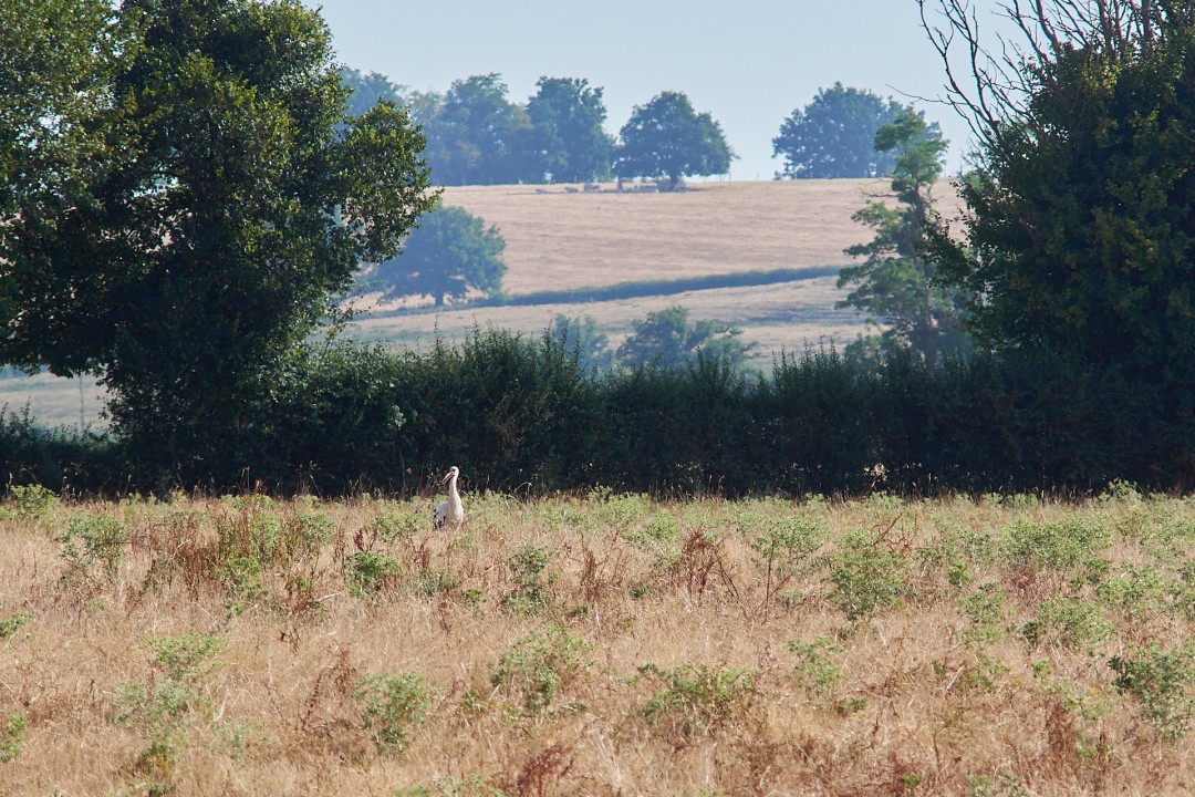 Cigogne