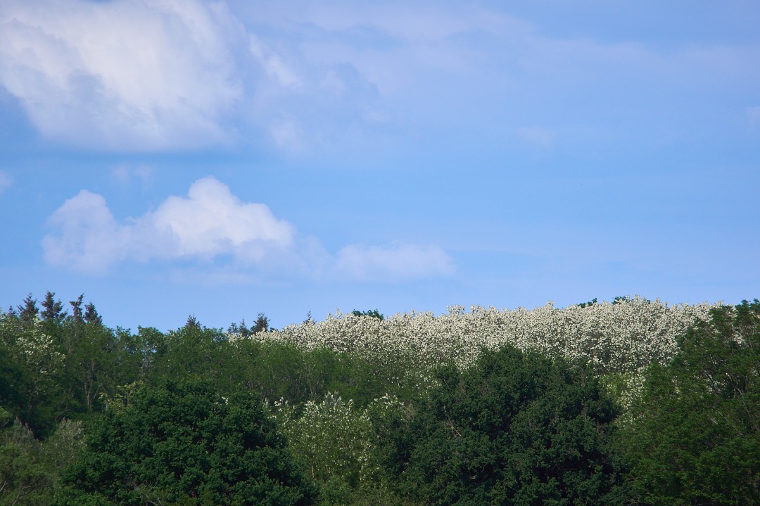 Arbres et fleurs
