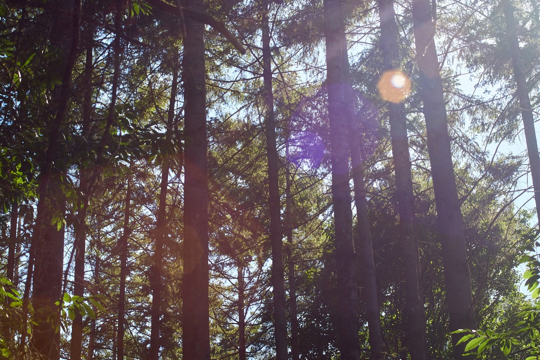 Forêt