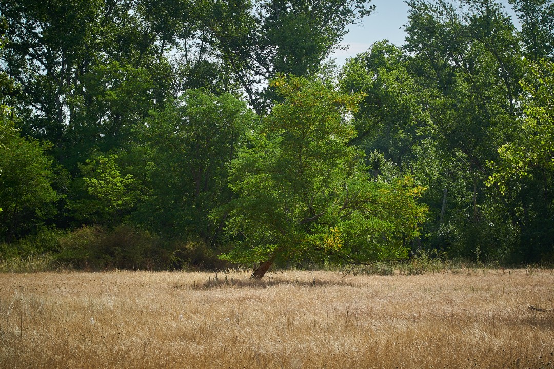 L'acacia