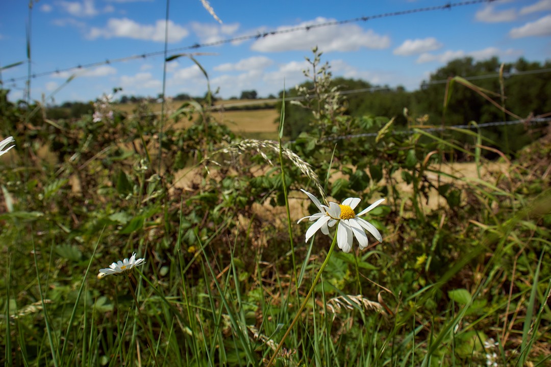 Marguerite