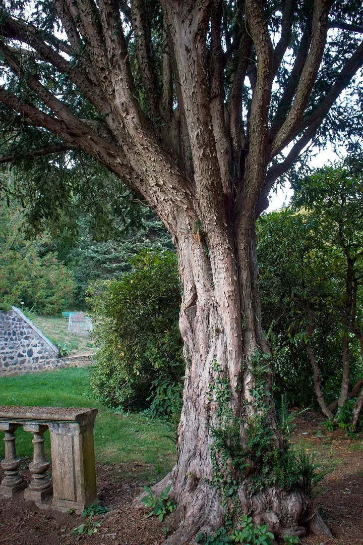 Murol-parc-arbre