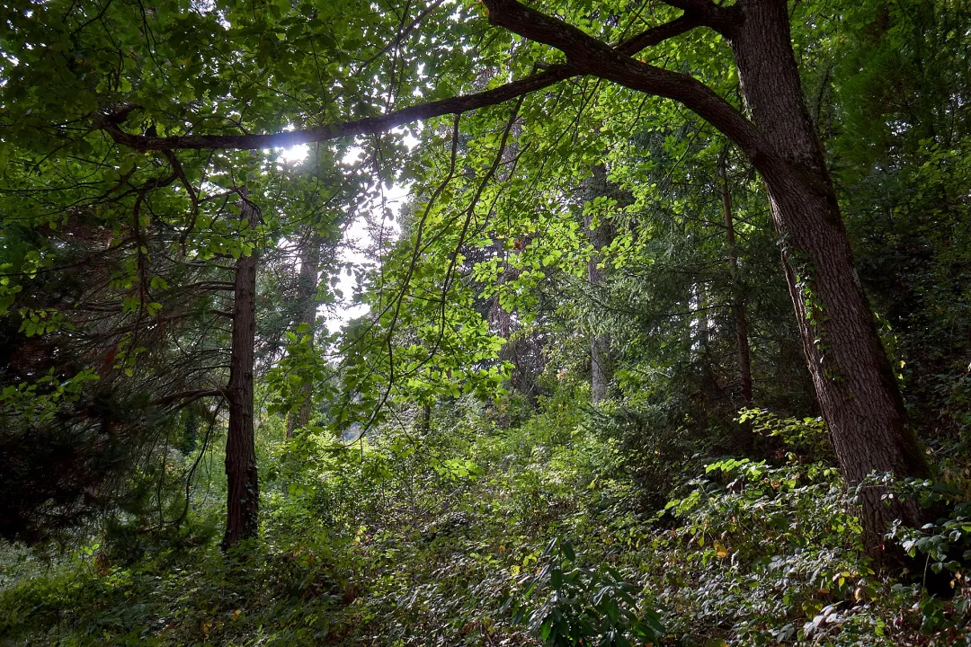 Murol-parc-arbres