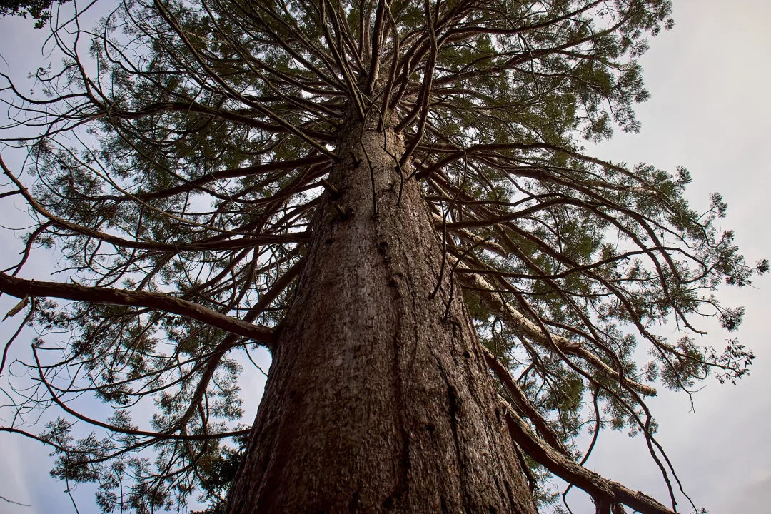Murol-parc-sequoia-geant