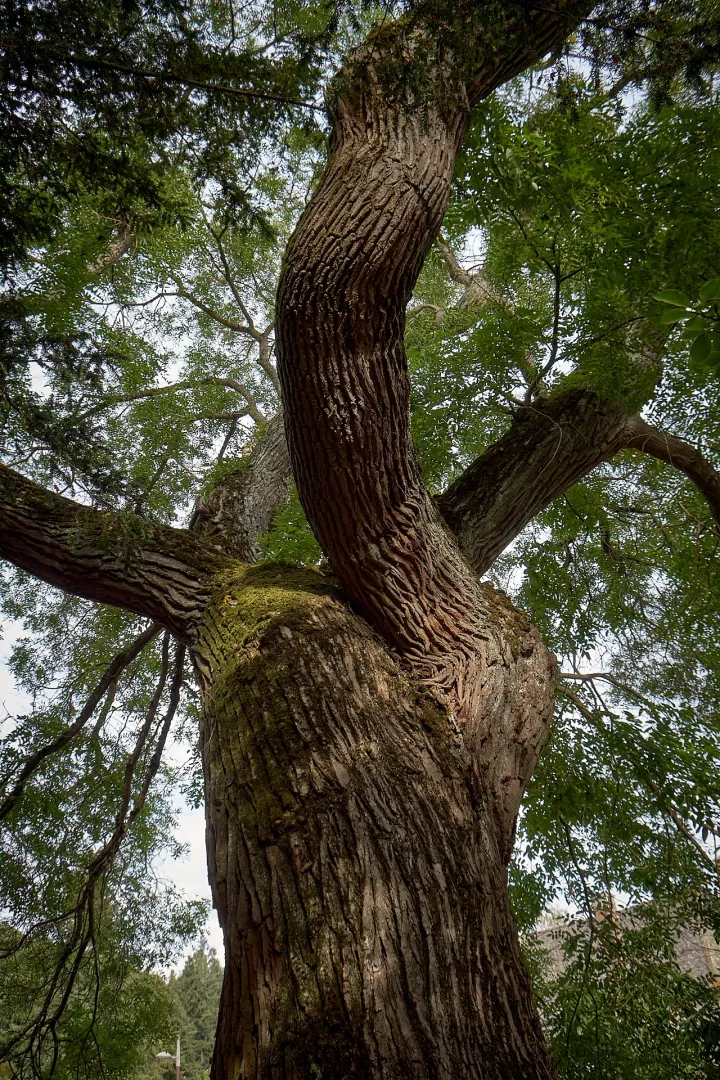 Murol-parc-sophora
