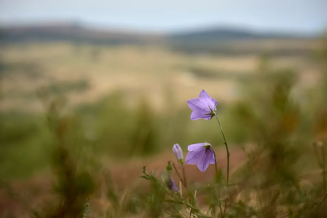Puys-campanules