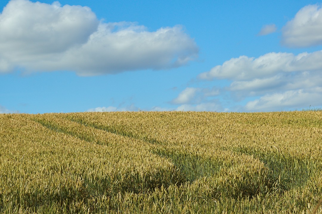 Traces dans le champ