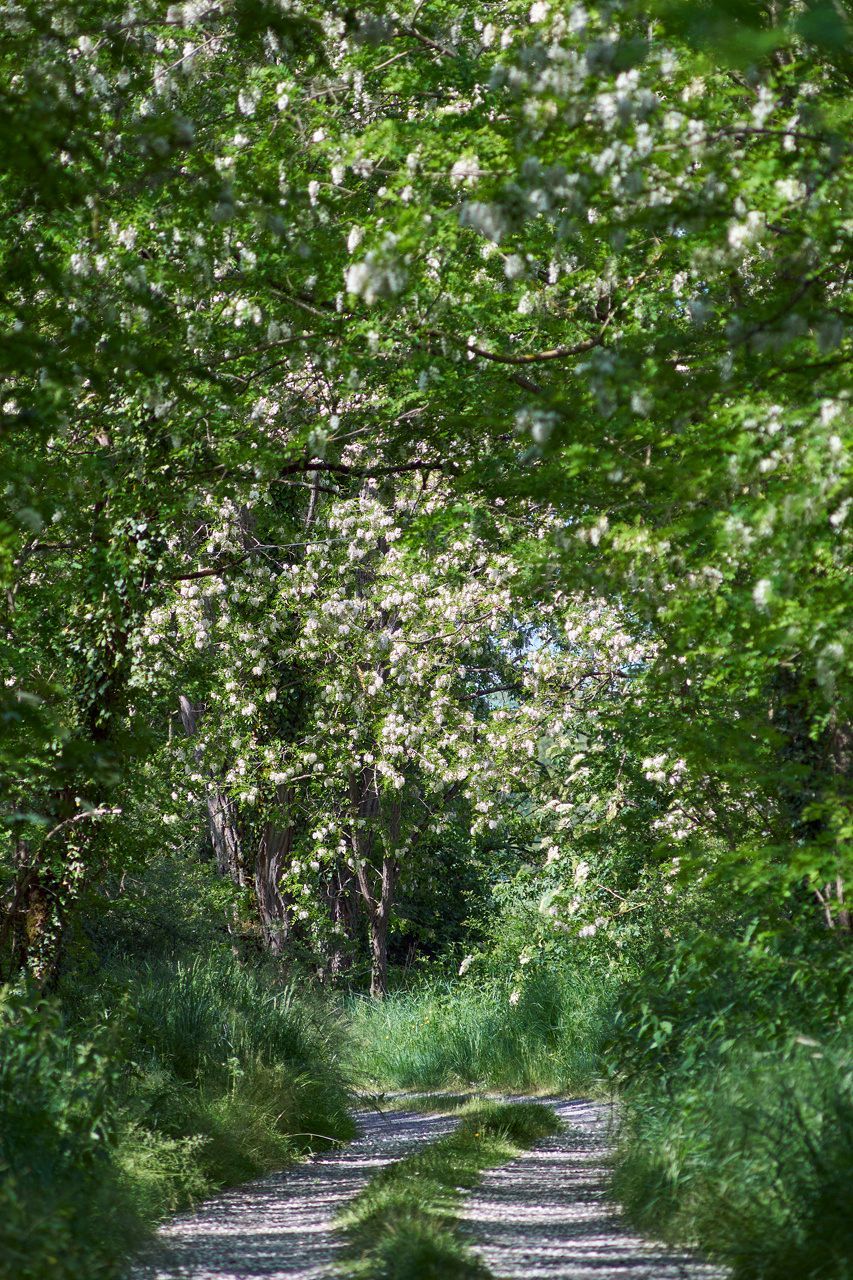Le chemin des acacias
