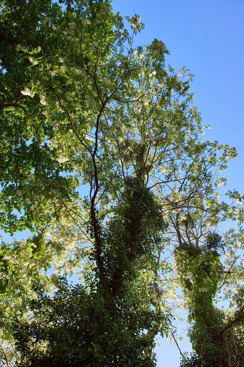 Lierre et acacias