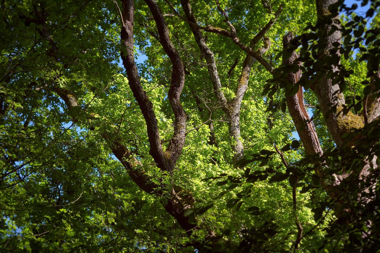 Branches