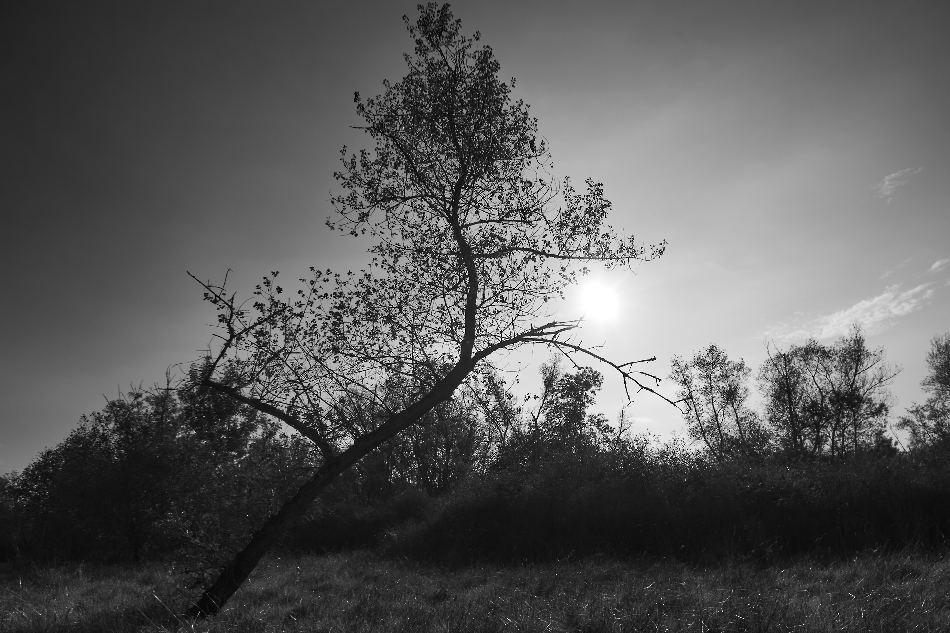 L'arbre