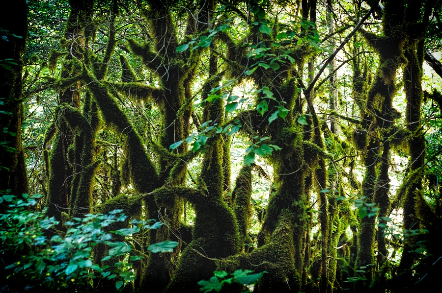 Arbres moussus